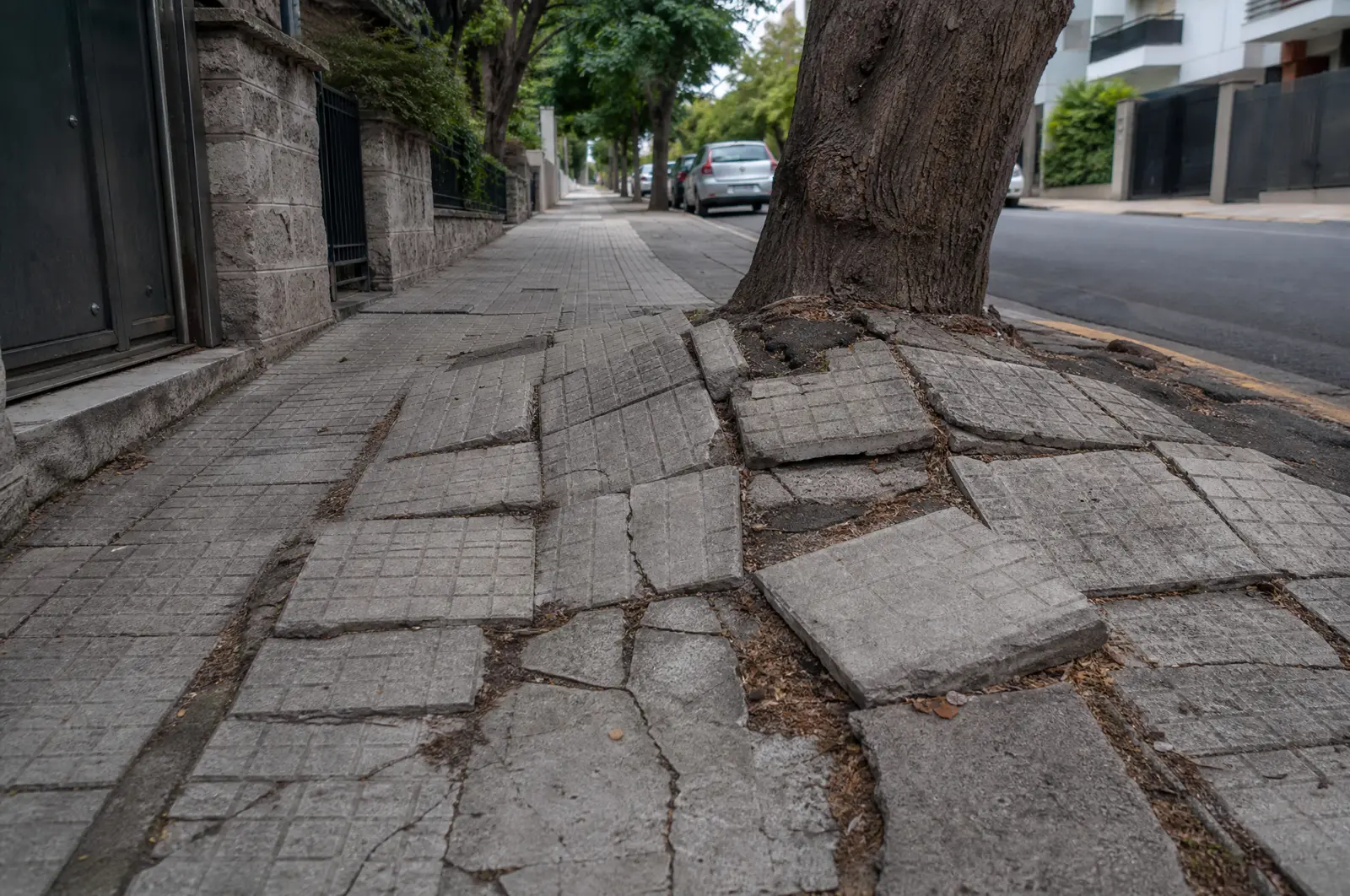 מבט מגובה הרחוב על מדרכה עירונית שבורה: מרצפות בטון סדוקות ומורמות על ידי שורש עץ